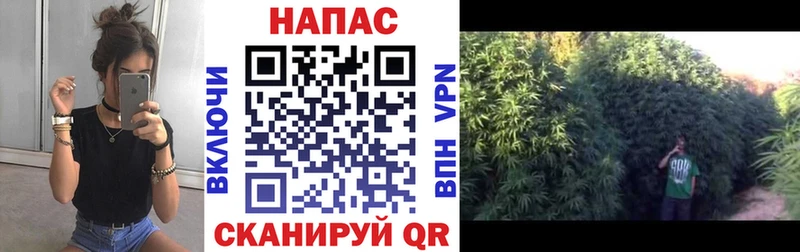 Конопля OG Kush  kraken   Верея 